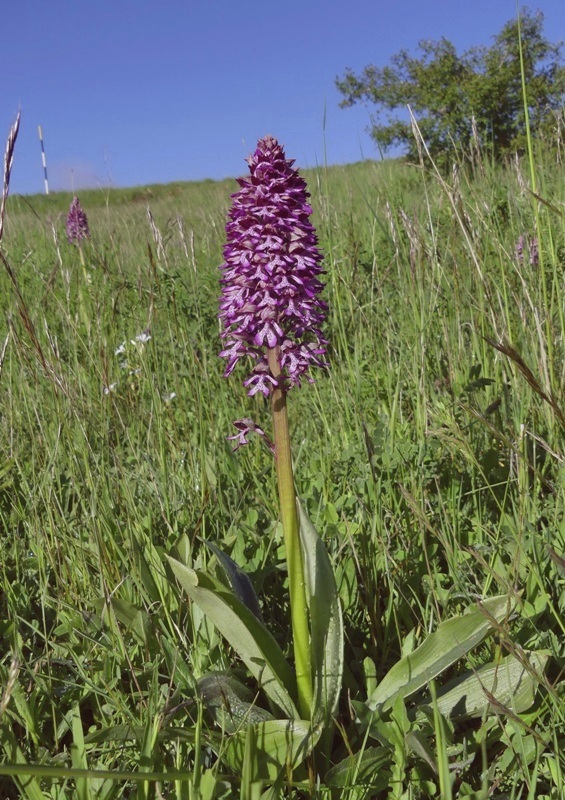 Orchis xhybrida (Orchis militaris x Orchis purpurea) altopiani abruzzesi - giugno 2018